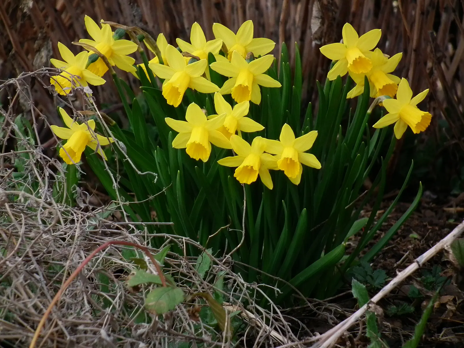 Tete Tete Daffodil (Narcissus 'Tete Tete') — This compact perennial is known for its remarkable resilience and ease of cultivation