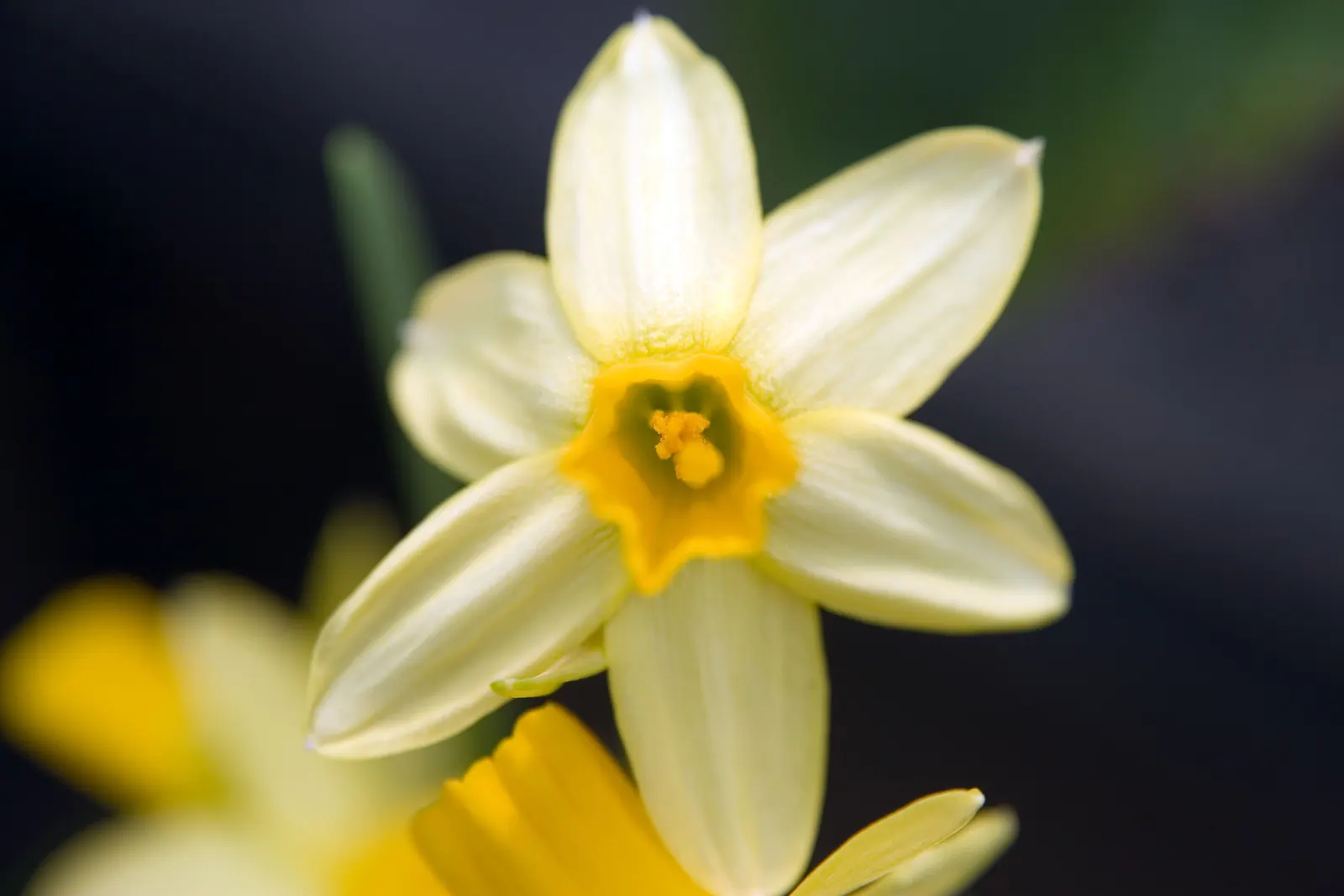 Tete Tete Daffodil (Narcissus 'Tete Tete') — ensuring sequential blooms throughout the growing season