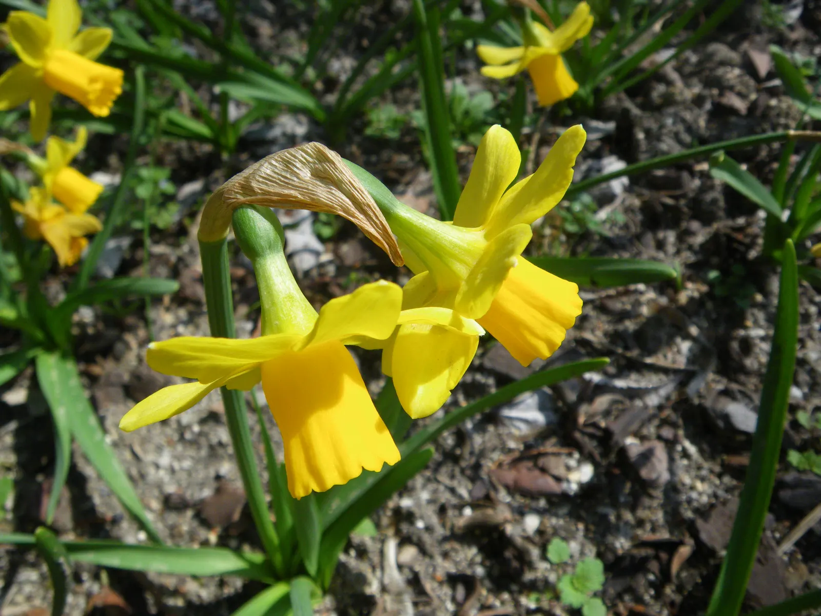 Tete Tete Daffodil (Narcissus 'Tete Tete') — This early spring bloomer displays bright yellow petals and trumpets, thriving in USDA zones 3-8, image 55