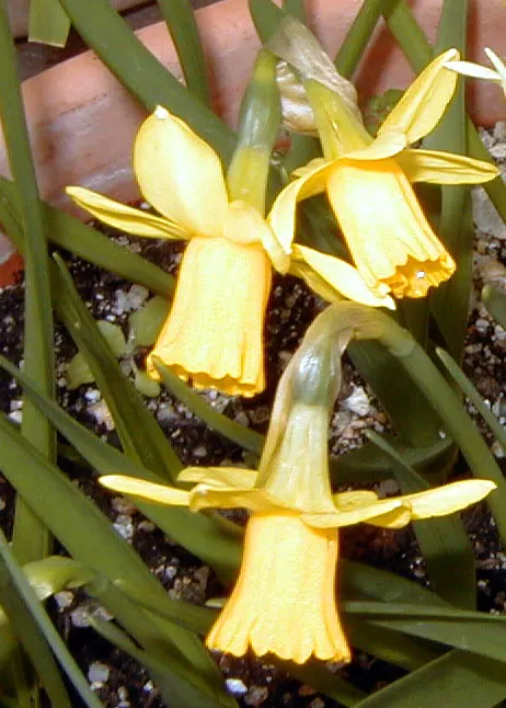 Tete Tete Daffodil (Narcissus 'Tete Tete') — in a location that receives full sun to partial shade; yellow flowers in the garden