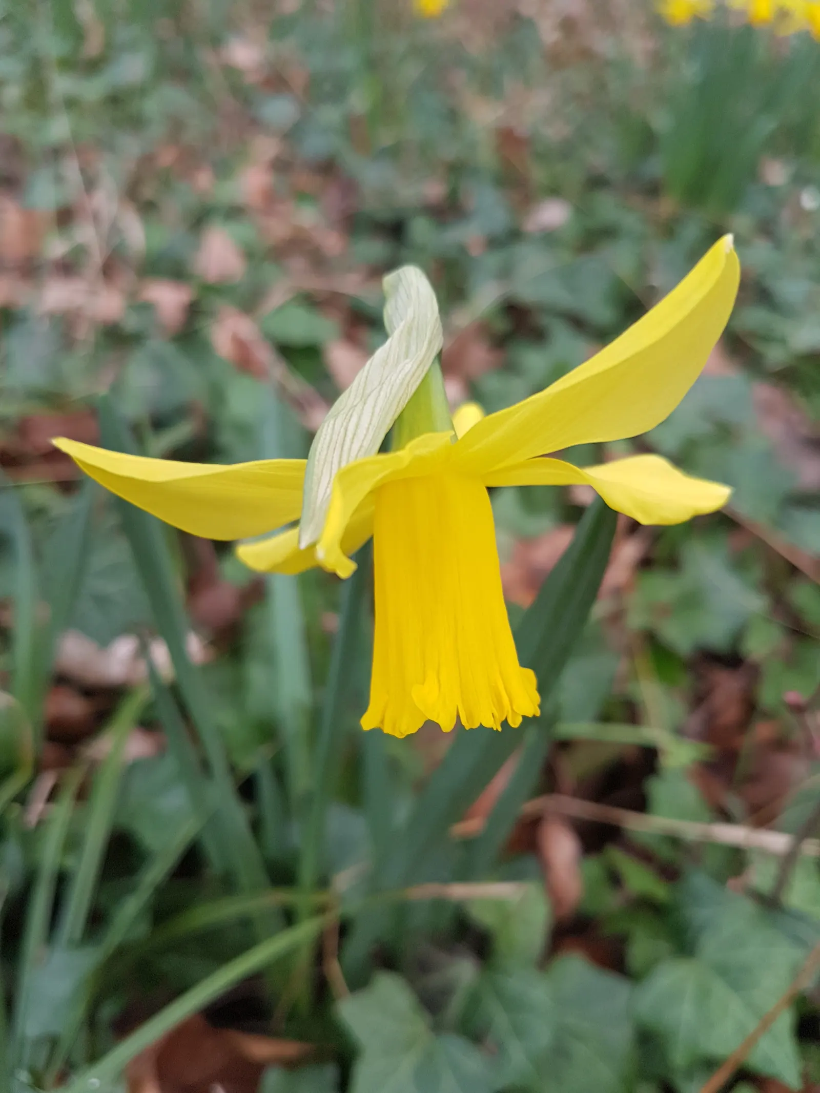 Tete Tete Daffodil (Narcissus 'Tete Tete') — It prefers full sun to partial shade and well-draining soil; bulb with yellow blooms