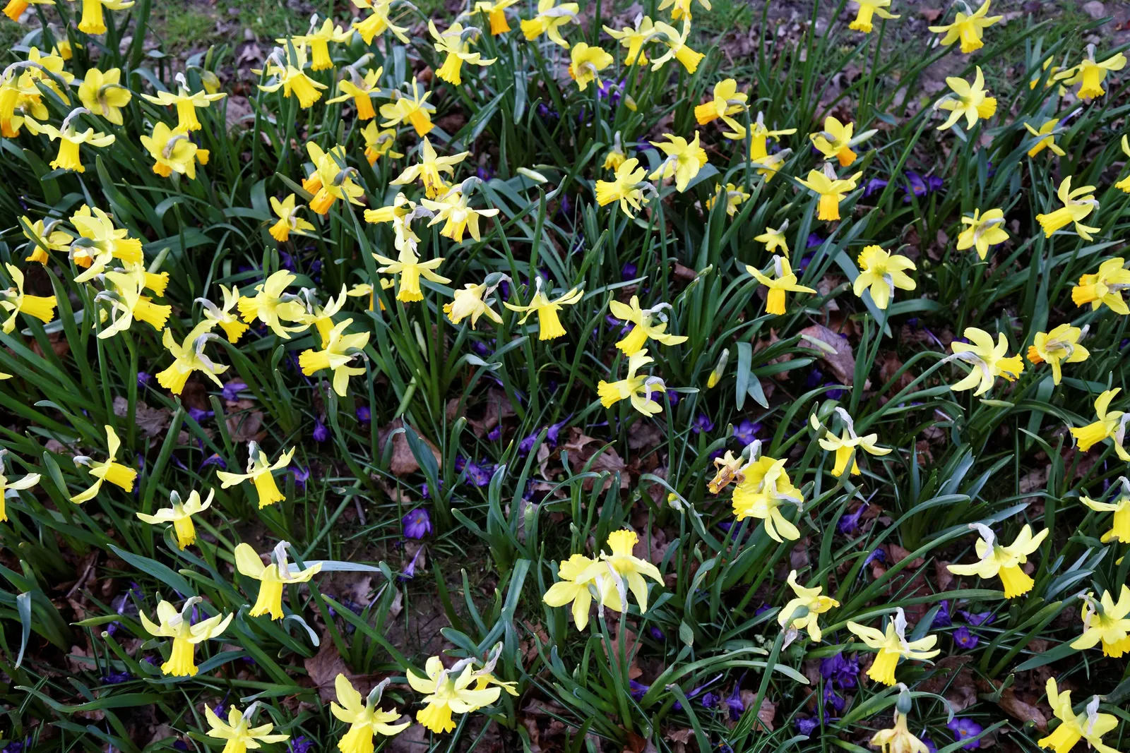 Tete Tete Daffodil (Narcissus 'Tete Tete') — that brings a vibrant burst of yellow to the early spring landscape; is a charming and diminutive, image 61