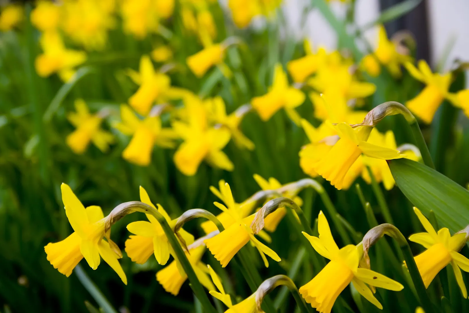 Tete Tete Daffodil (Narcissus 'Tete Tete') — being deer-resistant and perennial