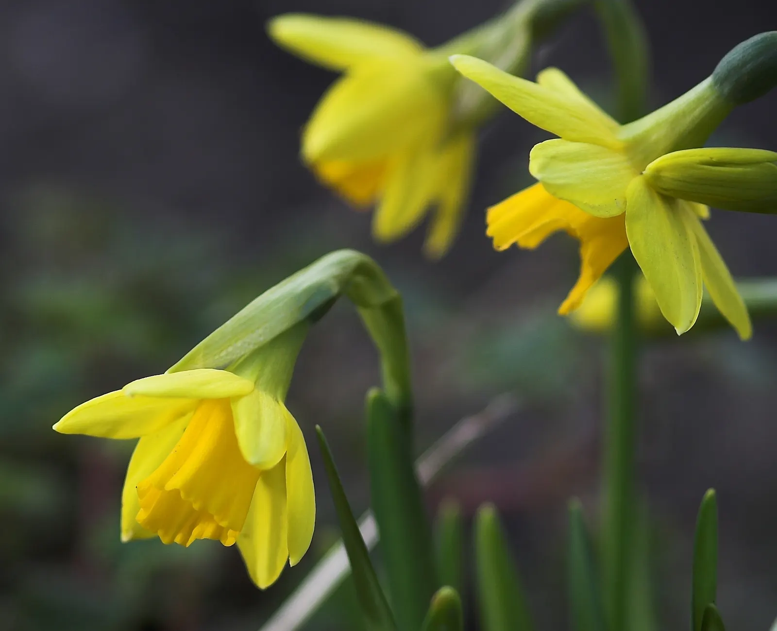 Tete Tete Daffodil (Narcissus 'Tete Tete') — commonly referred to as the Tete Tete Daffodil; their delightful color and size are well-suited for, image 59