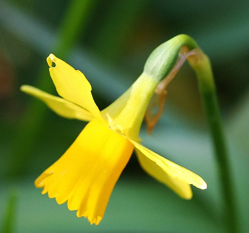 Tete Tete Daffodil (Narcissus 'Tete Tete') — with flower stalks bearing one to three brilliant yellow blooms; this early spring bloomer displays, image 64