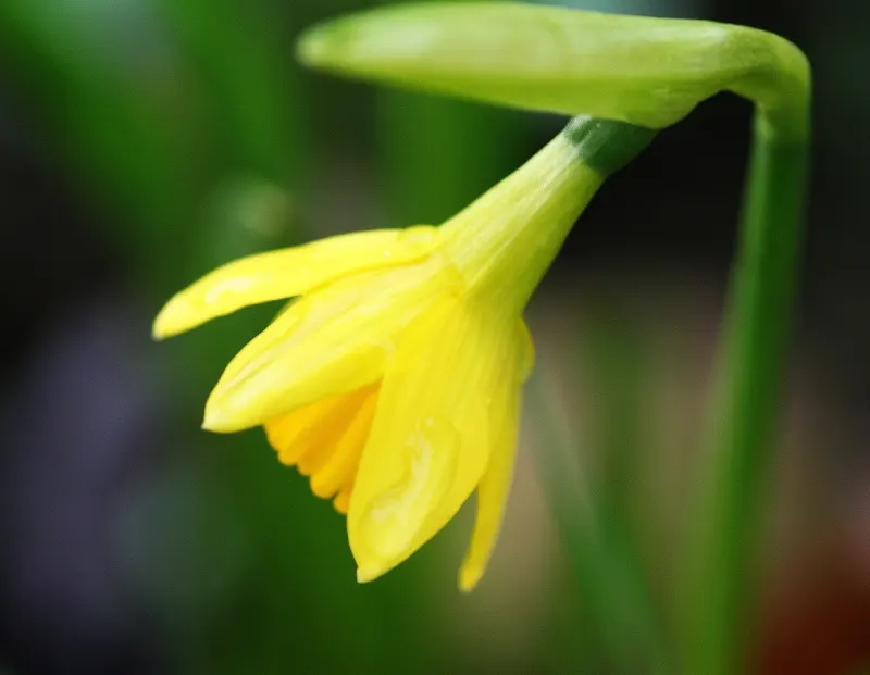 Tete Tete Daffodil (Narcissus 'Tete Tete') — 2 to 3 inches deep and about 3 to 4 inches apart