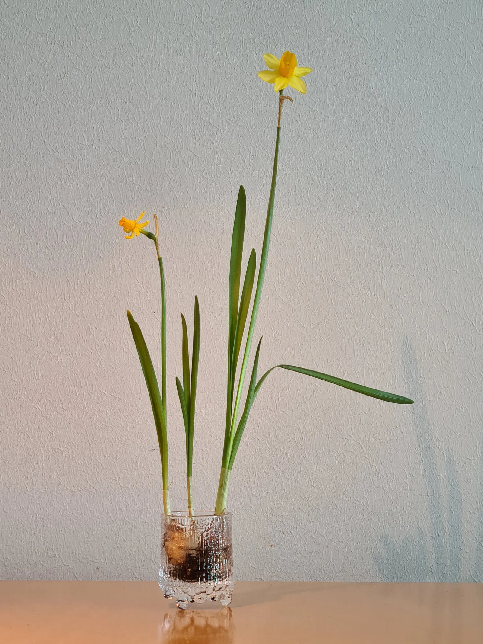 Tete Tete Daffodil (Narcissus 'Tete Tete') — integrating these daffodils among other perennials can create a layered aesthetic