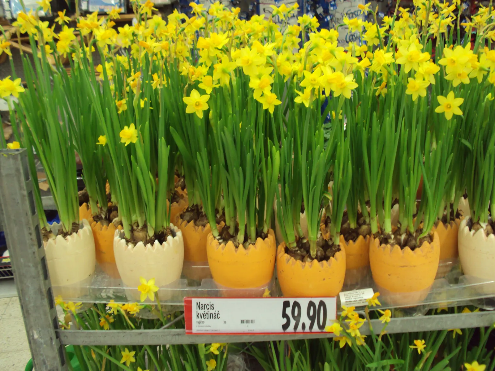 Tete Tete Daffodil (Narcissus 'Tete Tete') — plant the bulbs in the fall; this compact perennial is known for its remarkable resilience and ease of cultivation