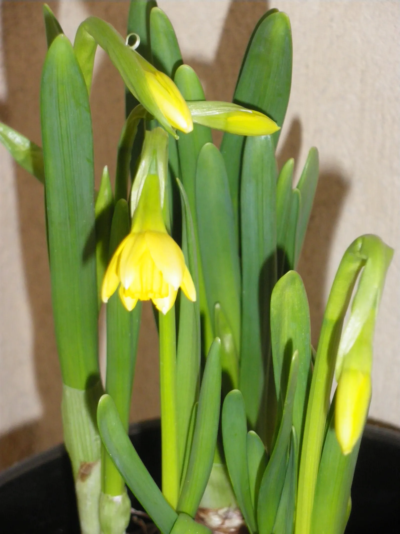 Tete Tete Daffodil (Narcissus 'Tete Tete') — as a deer-resistant species; where they can add a touch of whimsy and cheer