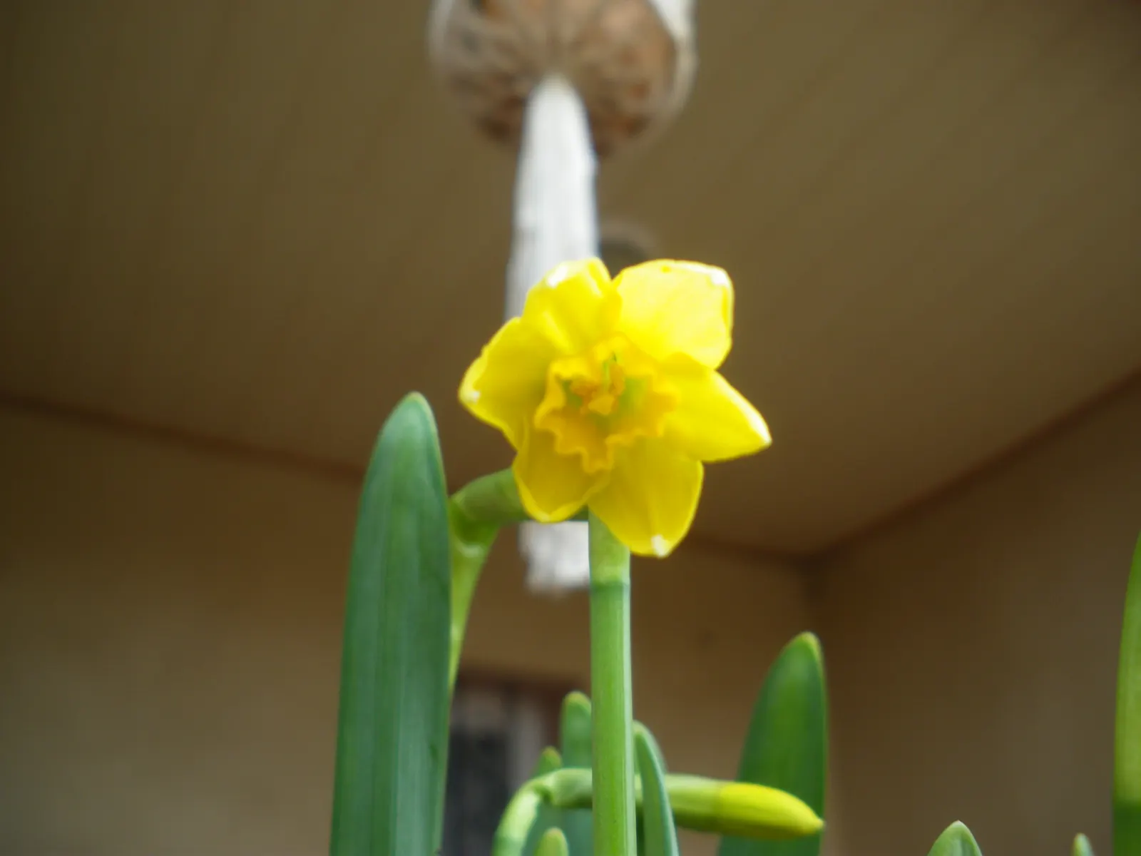 Tete Tete Daffodil (Narcissus 'Tete Tete') — integrating these daffodils among other perennials can create a layered aesthetic; ensuring sequential blooms