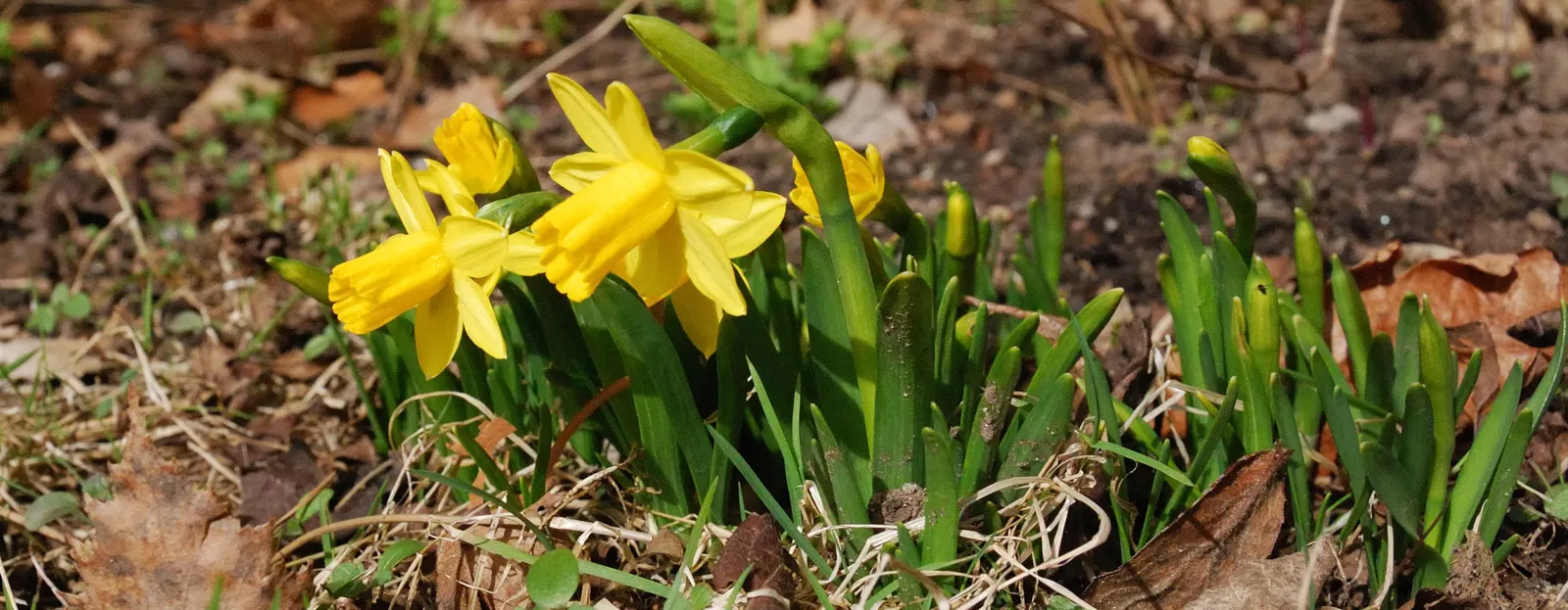 Tete Tete Daffodil (Narcissus 'Tete Tete') — This compact perennial is known for its remarkable resilience and ease of cultivation; in a location that receives