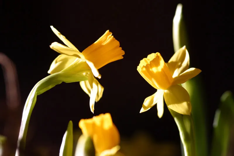 Tete Tete Daffodil (Narcissus 'Tete Tete') — This early spring bloomer displays bright yellow petals and trumpets, thriving in USDA zones 3-8; integrating