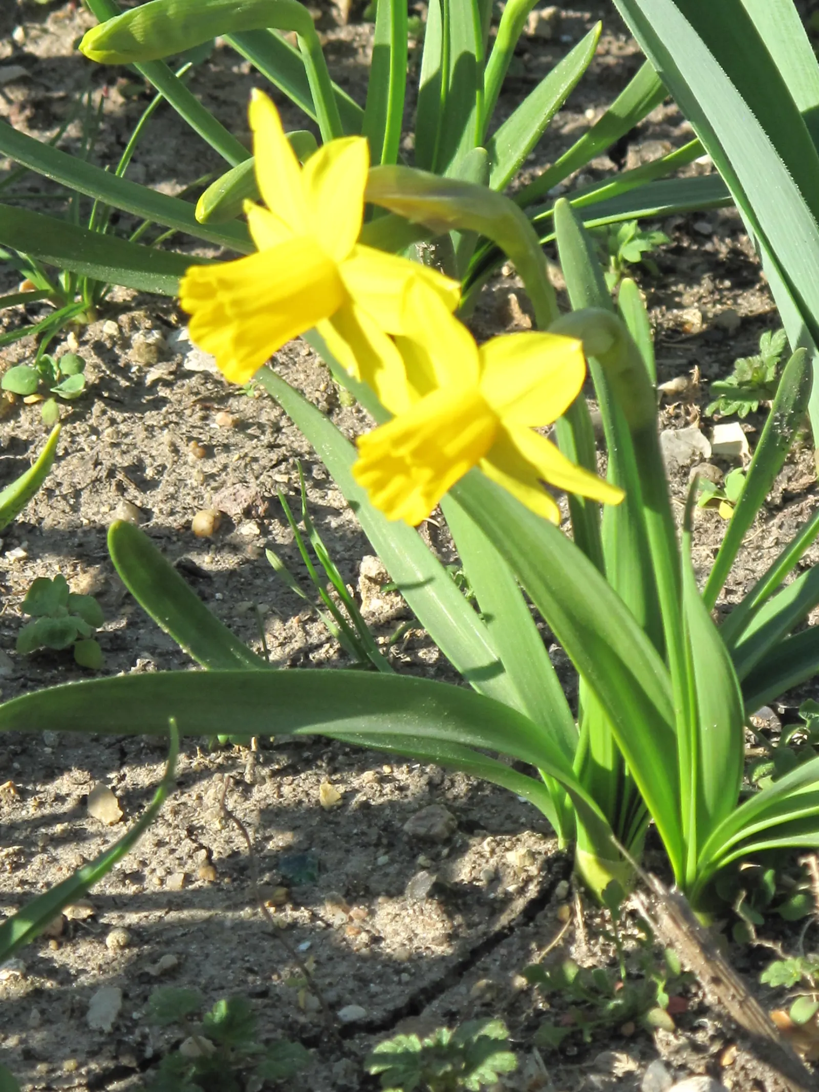 Tete Tete Daffodil (Narcissus 'Tete Tete') — is a vibrant dwarf variety standing approximately 6-8 inches tall