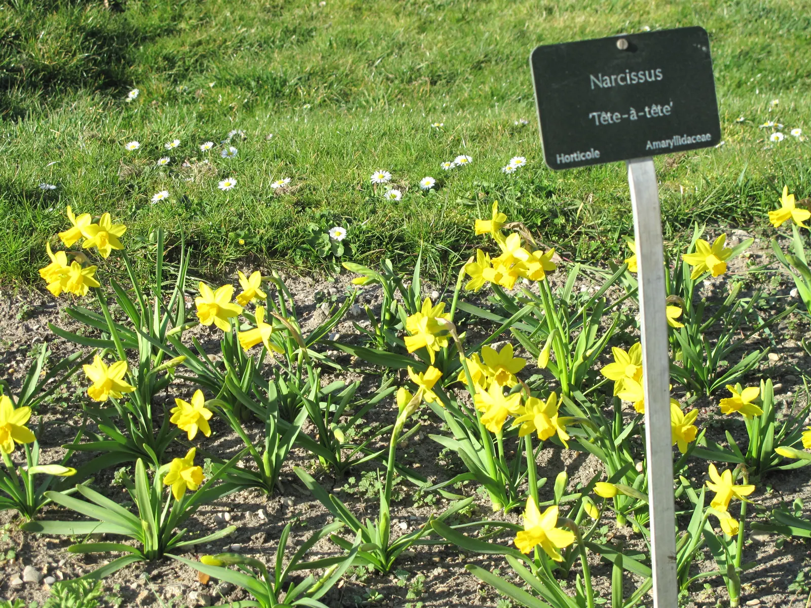 Tete Tete Daffodil (Narcissus 'Tete Tete') — bulb with yellow blooms