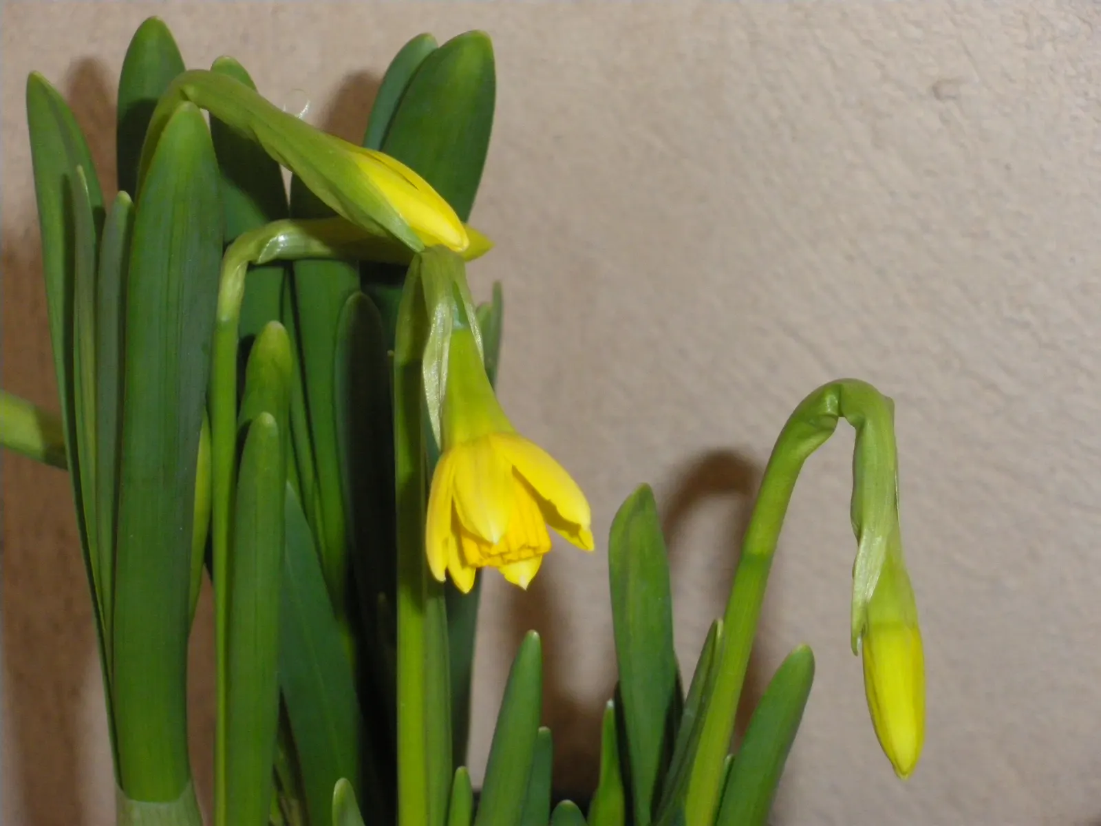 Tete Tete Daffodil (Narcissus 'Tete Tete') — bulb with yellow blooms; these daffodils are excellent for naturalizing