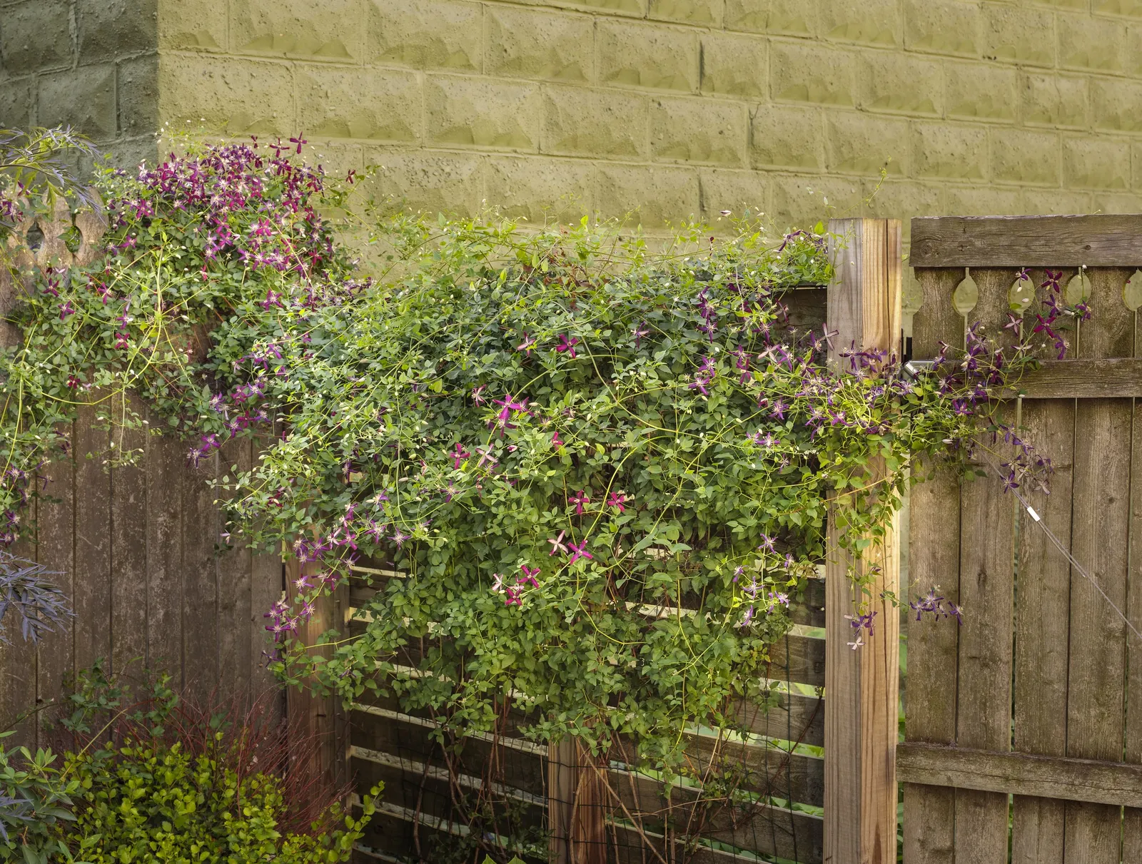 'Sweet Summer Love' Clematis (Clematis x) — information and resources