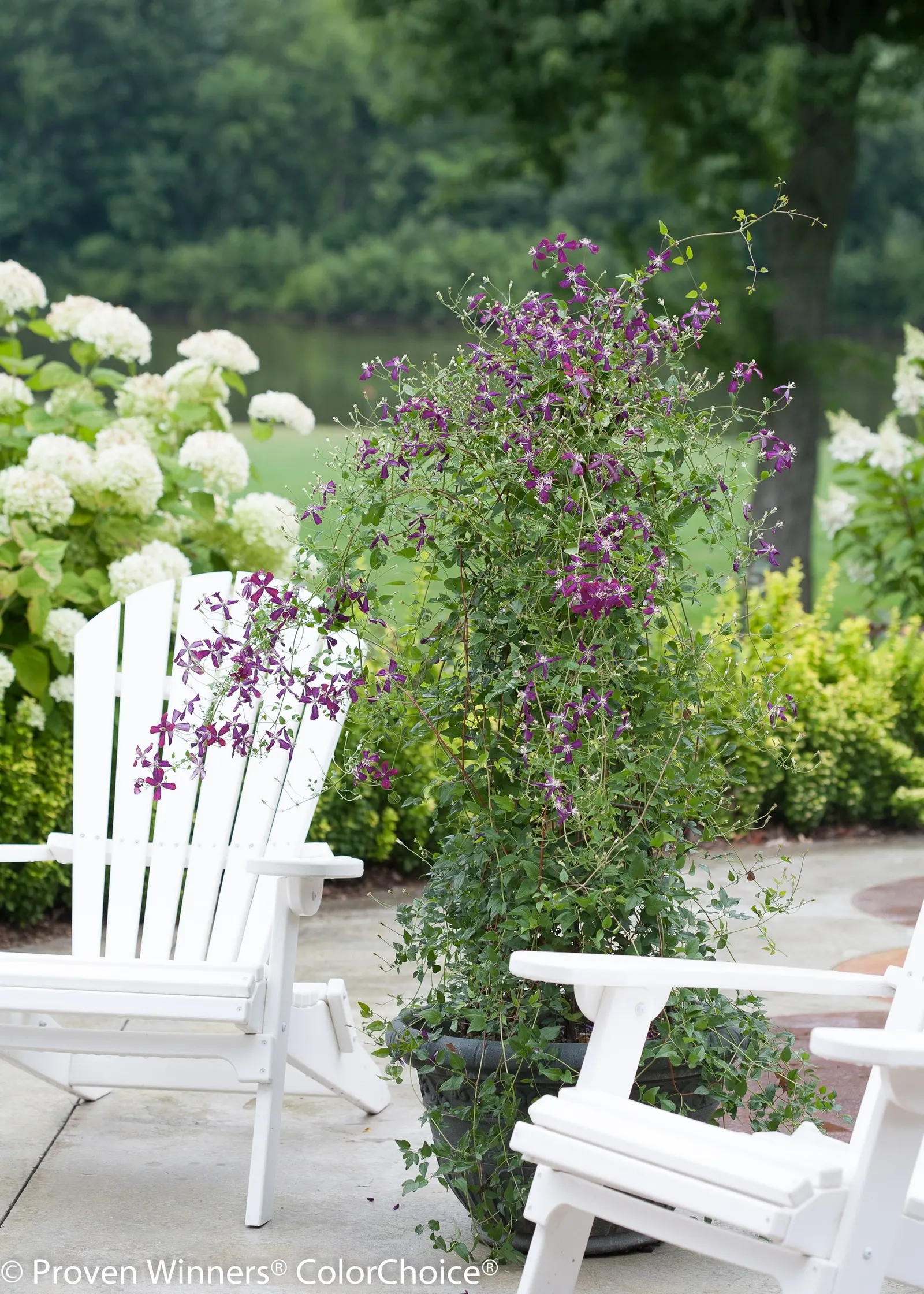 'Sweet Summer Love' Clematis (Clematis x) — The sweet autumn fragrant clematis plant is as good as any plant in existence