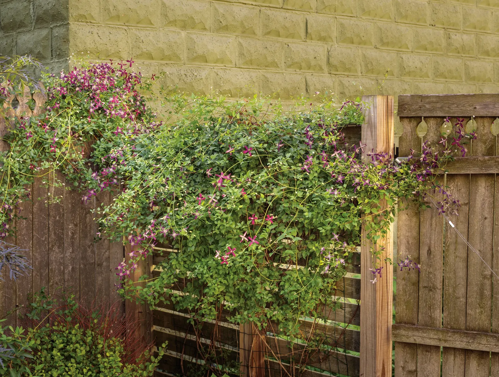 'Sweet Summer Love' Clematis (Clematis x) — and the same goes for this beauty