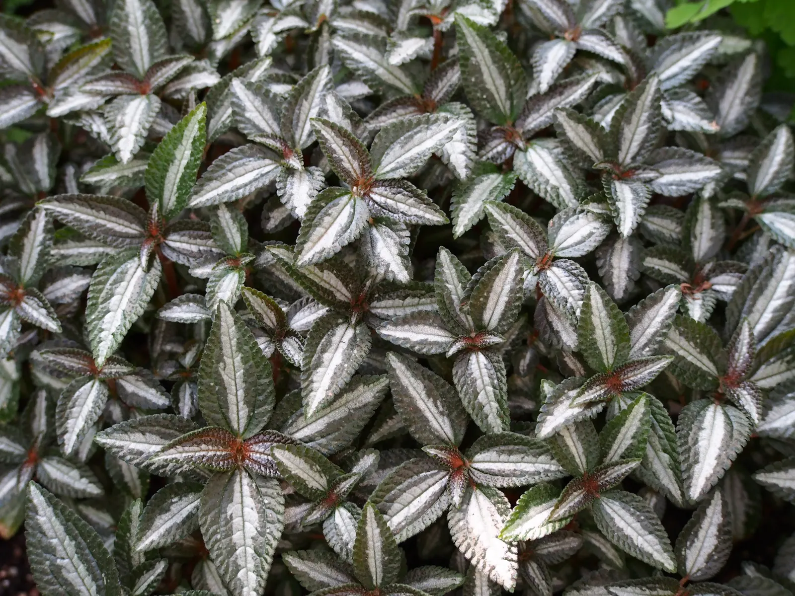 Silver Tree (Leucadendron Argenteum) — particularly in its younger stages; with a spread of about 10 feet, image 84