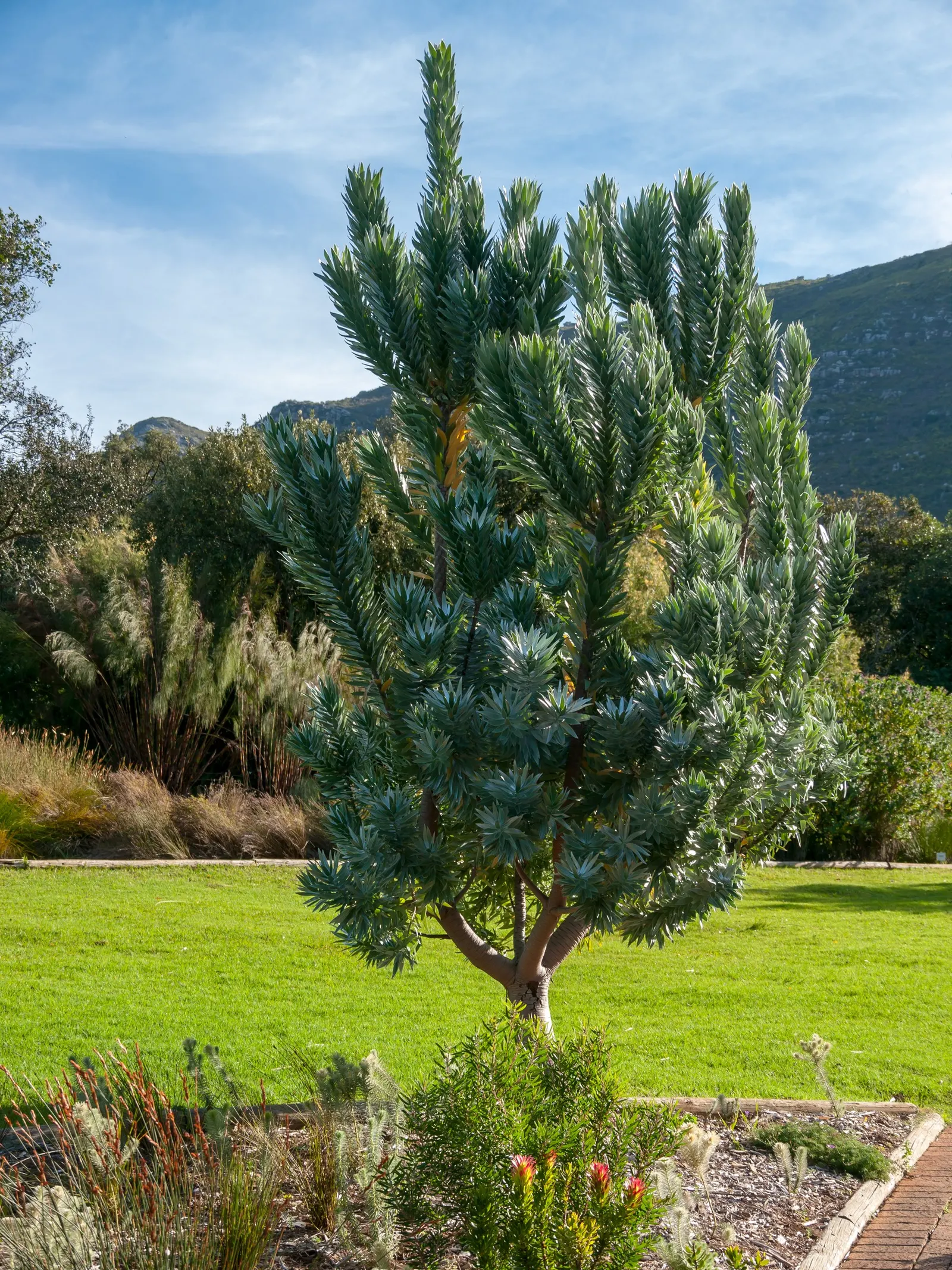 Silver Tree (Leucadendron Argenteum) — The Silver Tree (Leucadendron argenteum) is a striking evergreen, native to South Africa; this ornamental, image 70