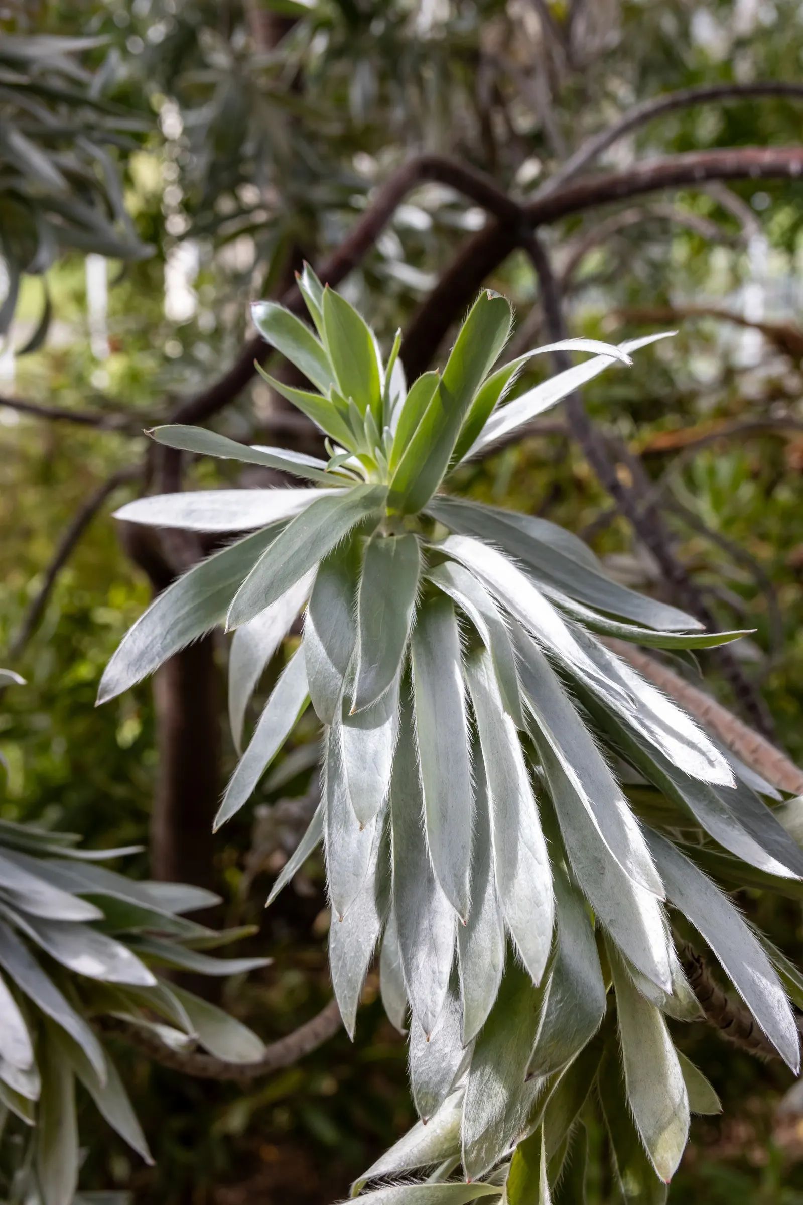 Silver Tree (Leucadendron Argenteum) — Preferring full sun, it thrives in well-drained, acidic soil; leucadendron argenteum is sensitive to frost, image 49