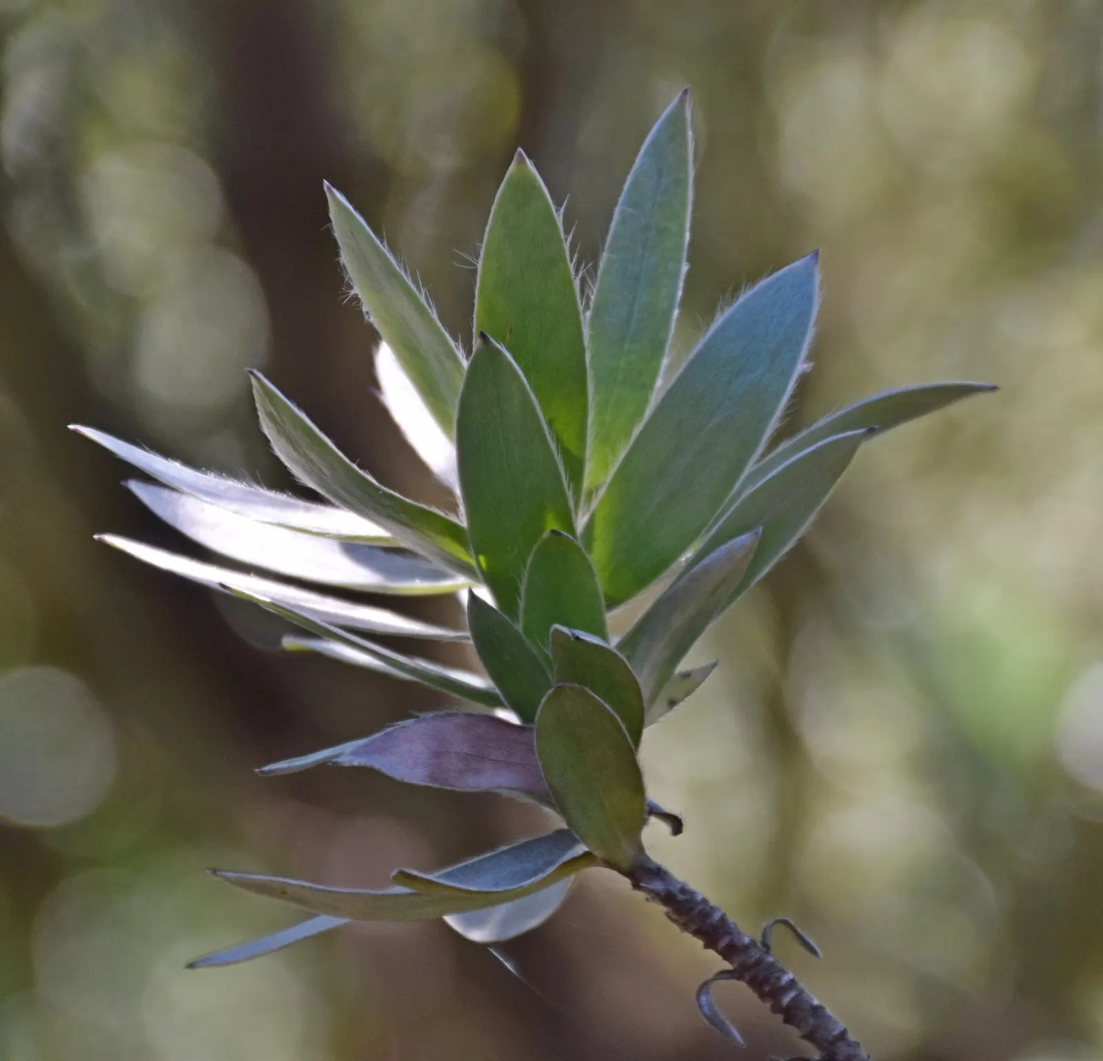 Silver Tree (Leucadendron Argenteum) — exotic touch to landscapes; it is a standout specimen that brings a shimmering, image 51