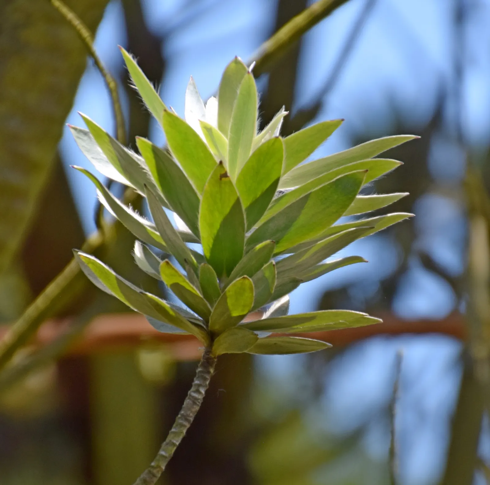 Silver Tree (Leucadendron Argenteum) — this species thrives best in well-drained; preferring full sun, it thrives in well-drained, acidic soil, image 60