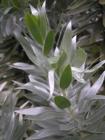 Silver Tree (Leucadendron Argenteum) — tree for full; it should be done with care to maintain the tree's natural, image 69