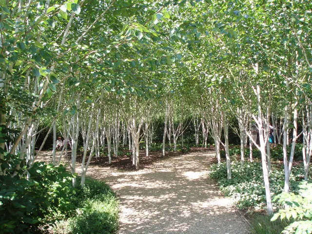 Silver Tree (Leucadendron Argenteum) — Pruning is seldom necessary; however; particularly in its younger stages, image 88