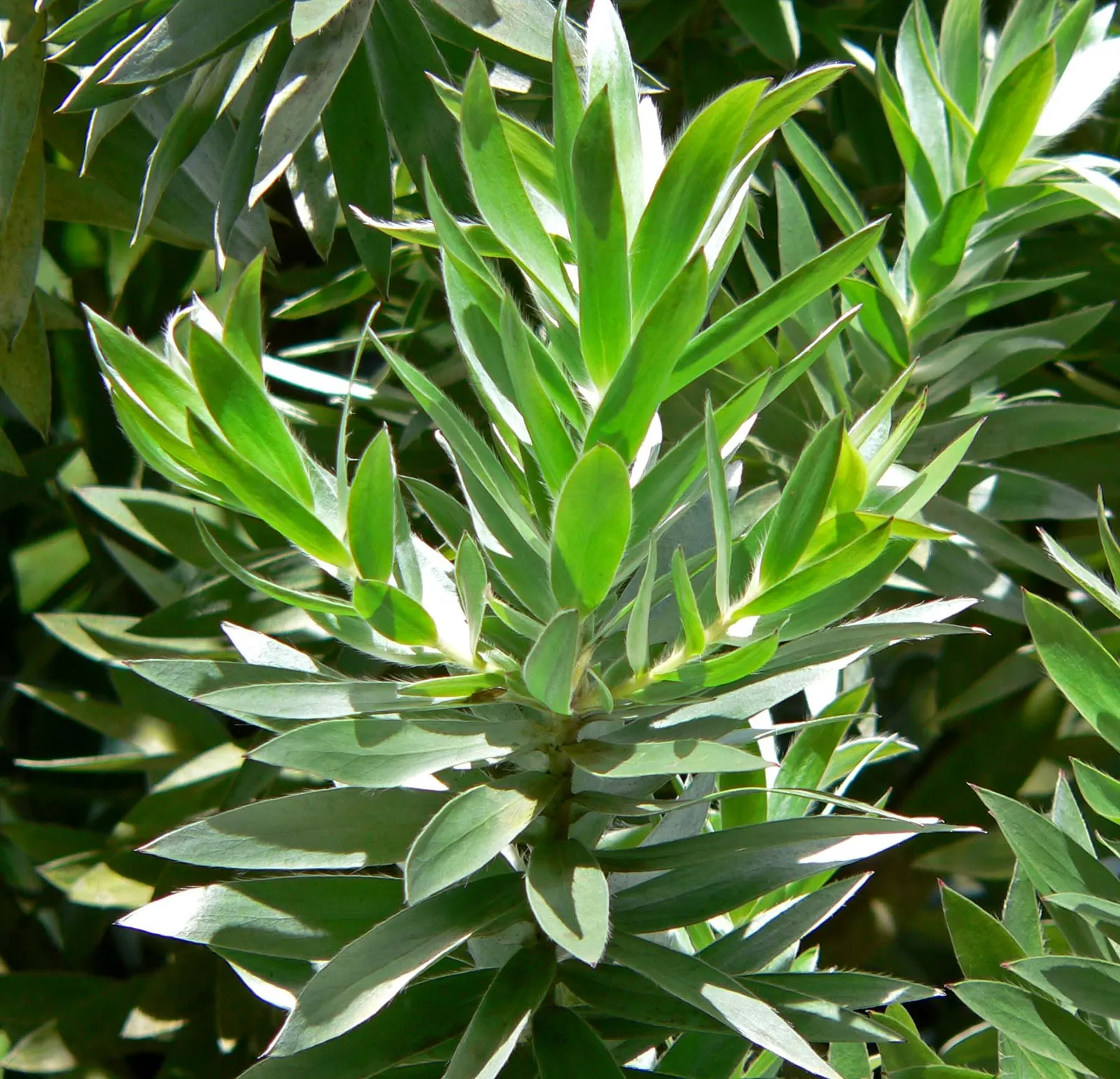 Silver Tree (Leucadendron Argenteum) — It also requires protection from strong winds
