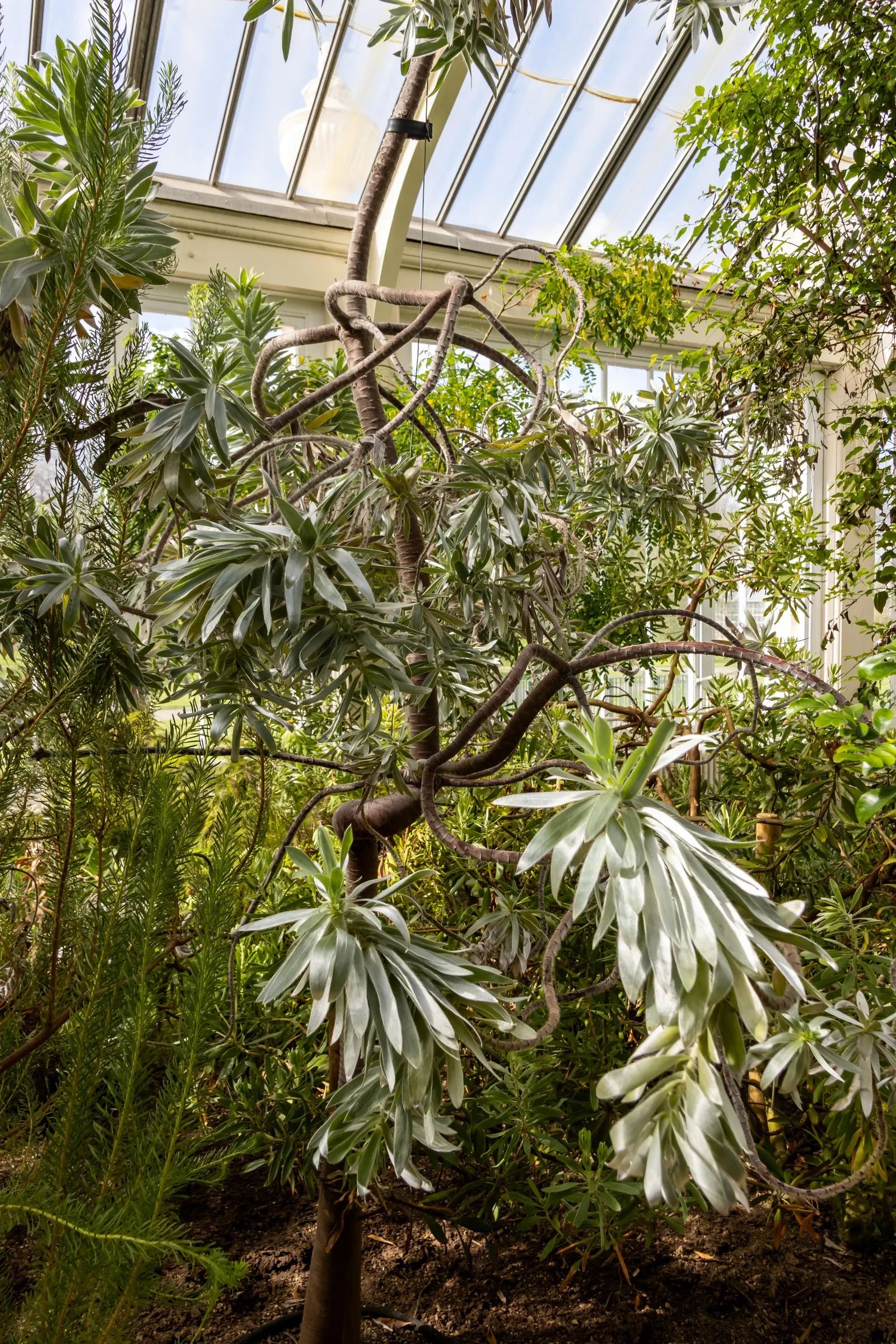 Silver Tree (Leucadendron Argenteum) — tree for full; it should be done with care to maintain the tree's natural