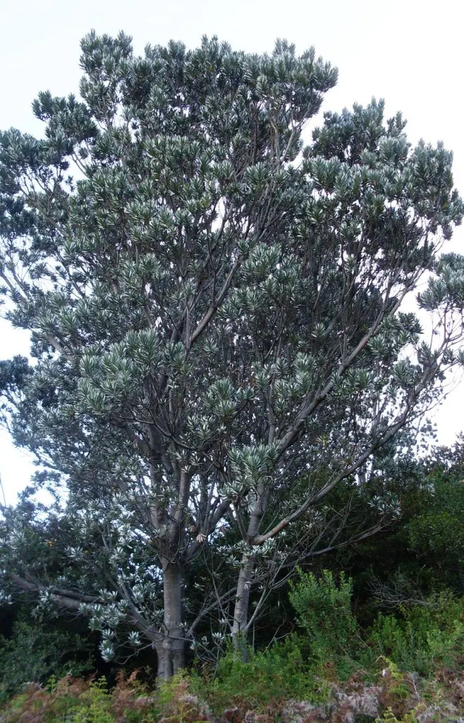 Silver Tree (Leucadendron Argenteum) — Notable for its shimmering, silvery foliage, it grows up to 30 feet high with a spread of 10 feet