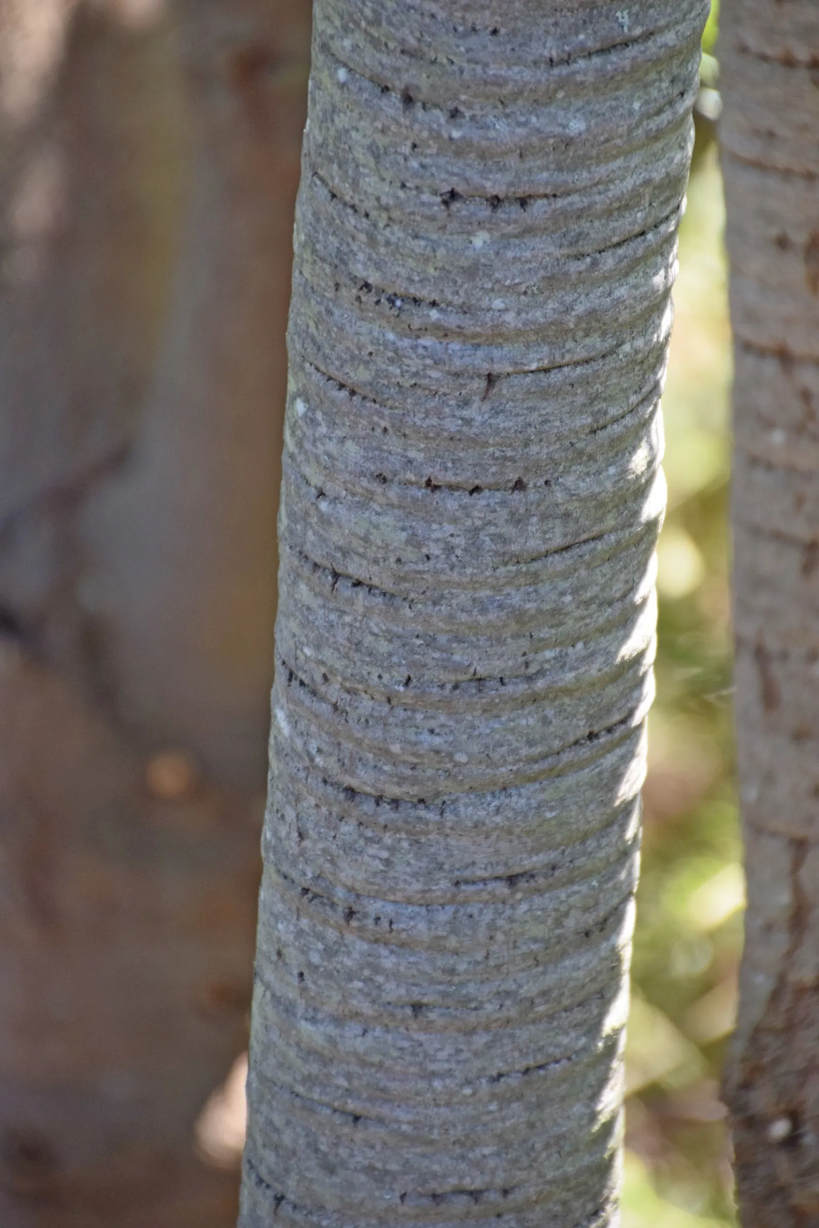 Silver Tree (Leucadendron Argenteum) — tree with yellow blooms; regarding soil preferences