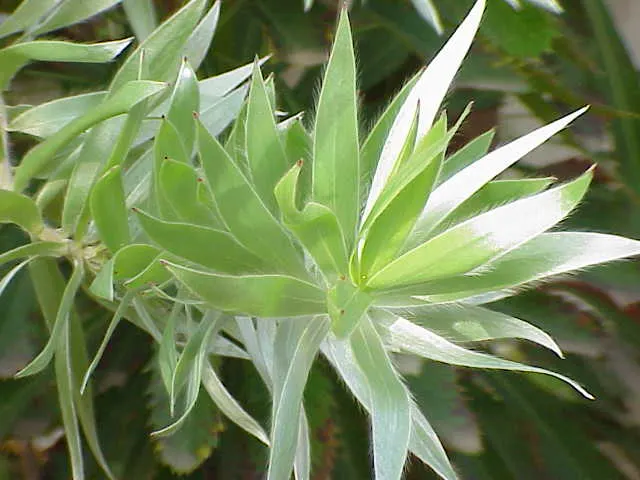 Silver Tree (Leucadendron Argenteum) — is a striking species indigenous to the Cape Town area of South Africa; tree for full, image 53