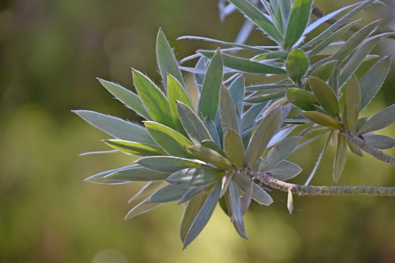 Silver Tree (Leucadendron Argenteum) — exotic touch to landscapes; it is a standout specimen that brings a shimmering, image 74