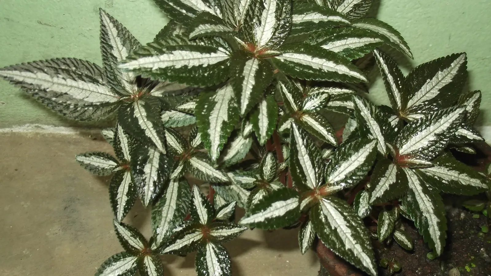 Silver Tree (Leucadendron Argenteum) — Preferring full sun, it thrives in well-drained, acidic soil