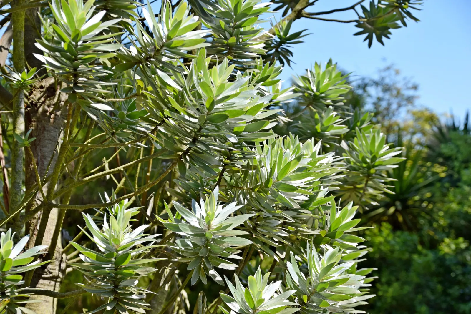 Silver Tree (Leucadendron Argenteum) — is a striking species indigenous to the Cape Town area of South Africa; tree for full, image 76