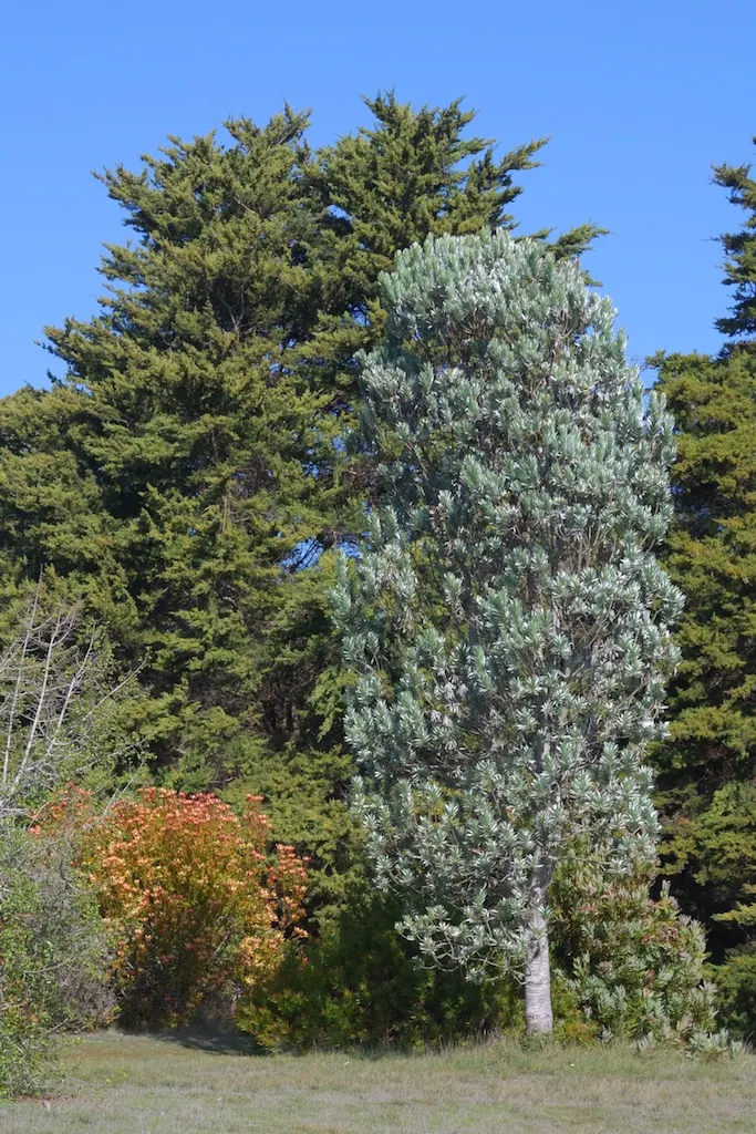 Silver Tree (Leucadendron Argenteum) — It also requires protection from strong winds; which can damage the broad leaves.<br><br>In terms of, image 85