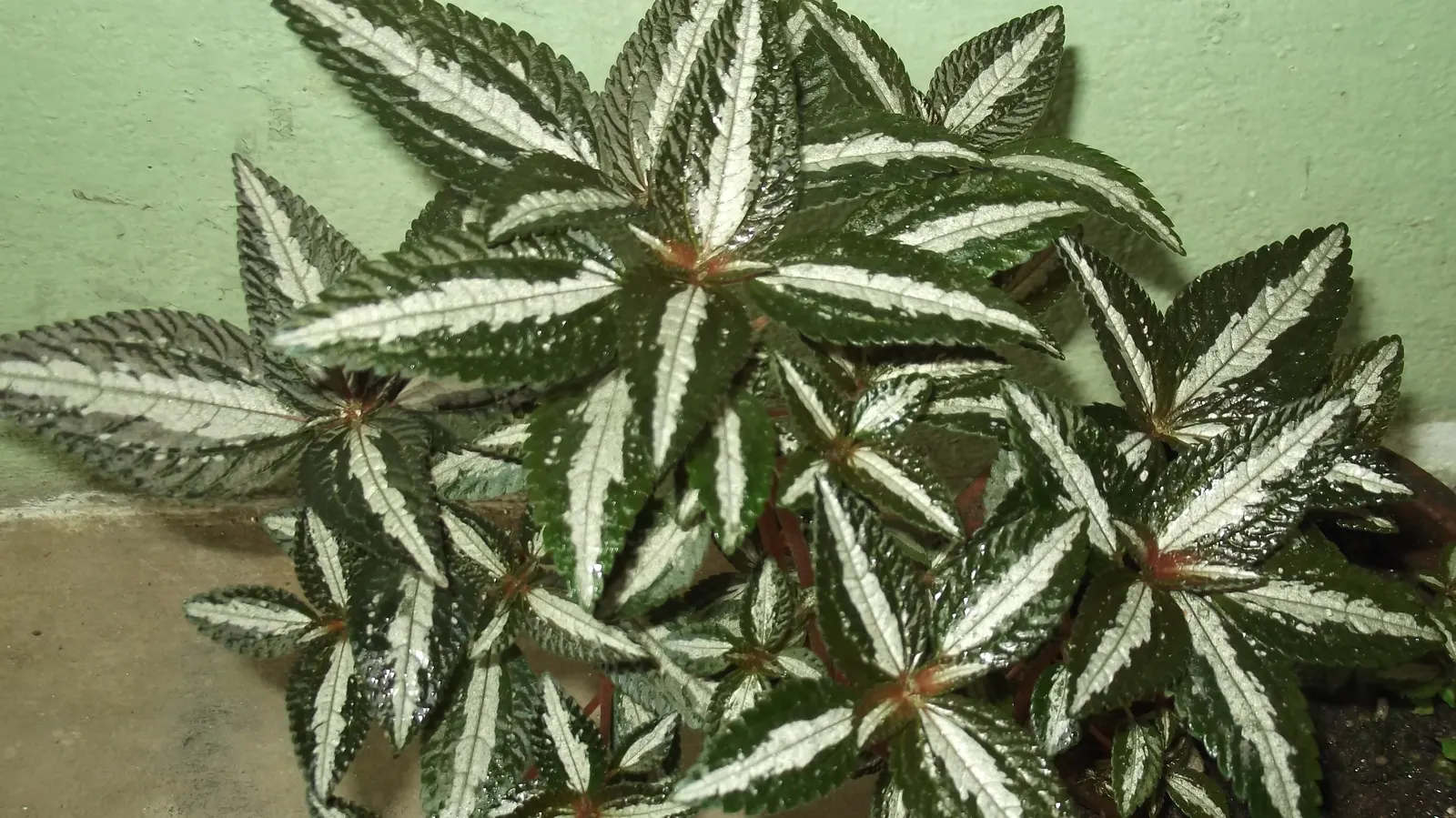 Silver Tree (Leucadendron Argenteum) — this species thrives best in well-drained; preferring full sun, it thrives in well-drained, acidic soil