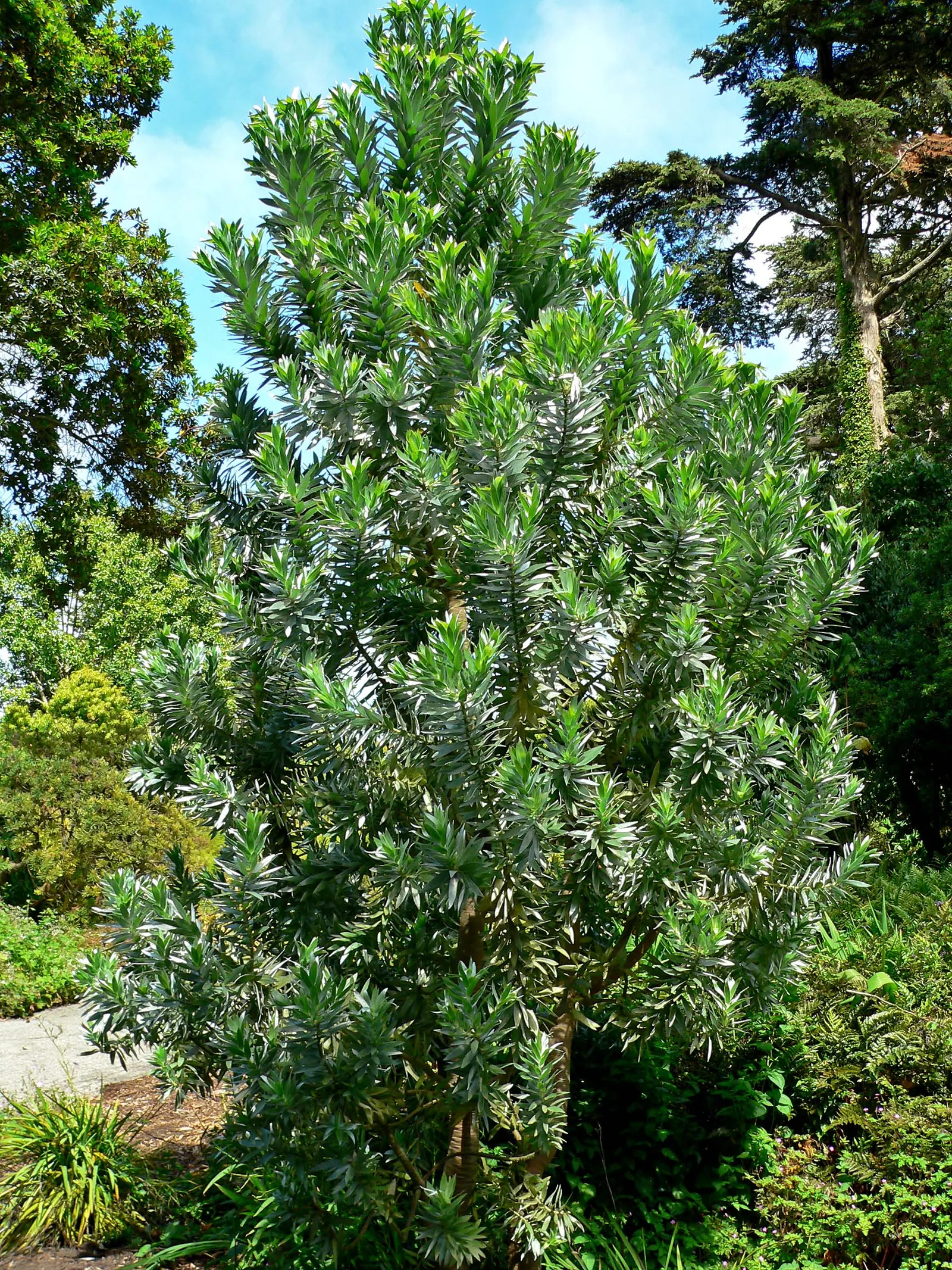 Silver Tree (Leucadendron Argenteum) — it should be situated in full sunlight to ensure vigorous growth