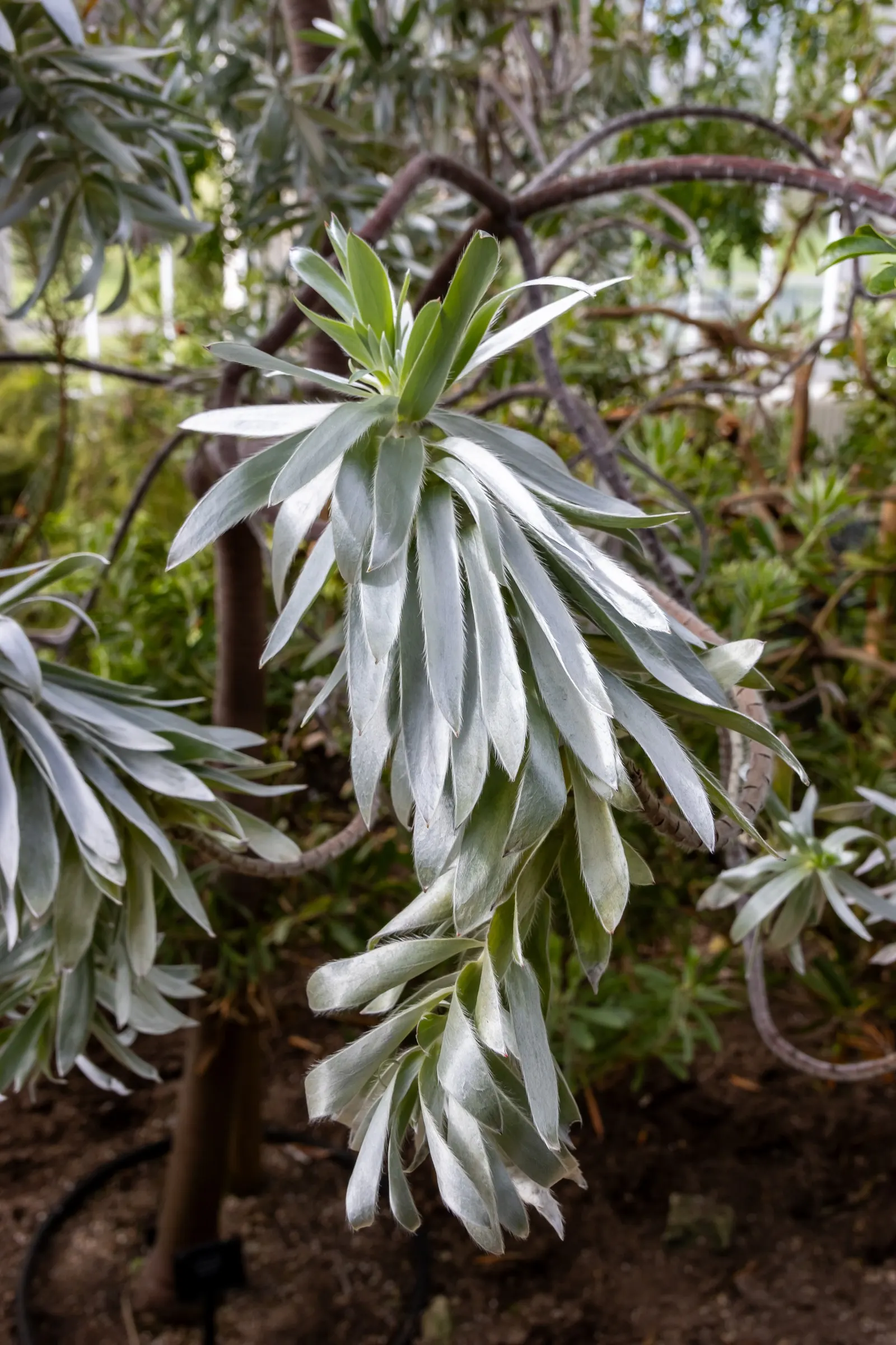 Silver Tree (Leucadendron Argenteum) — Pruning is seldom necessary; however; particularly in its younger stages, image 65