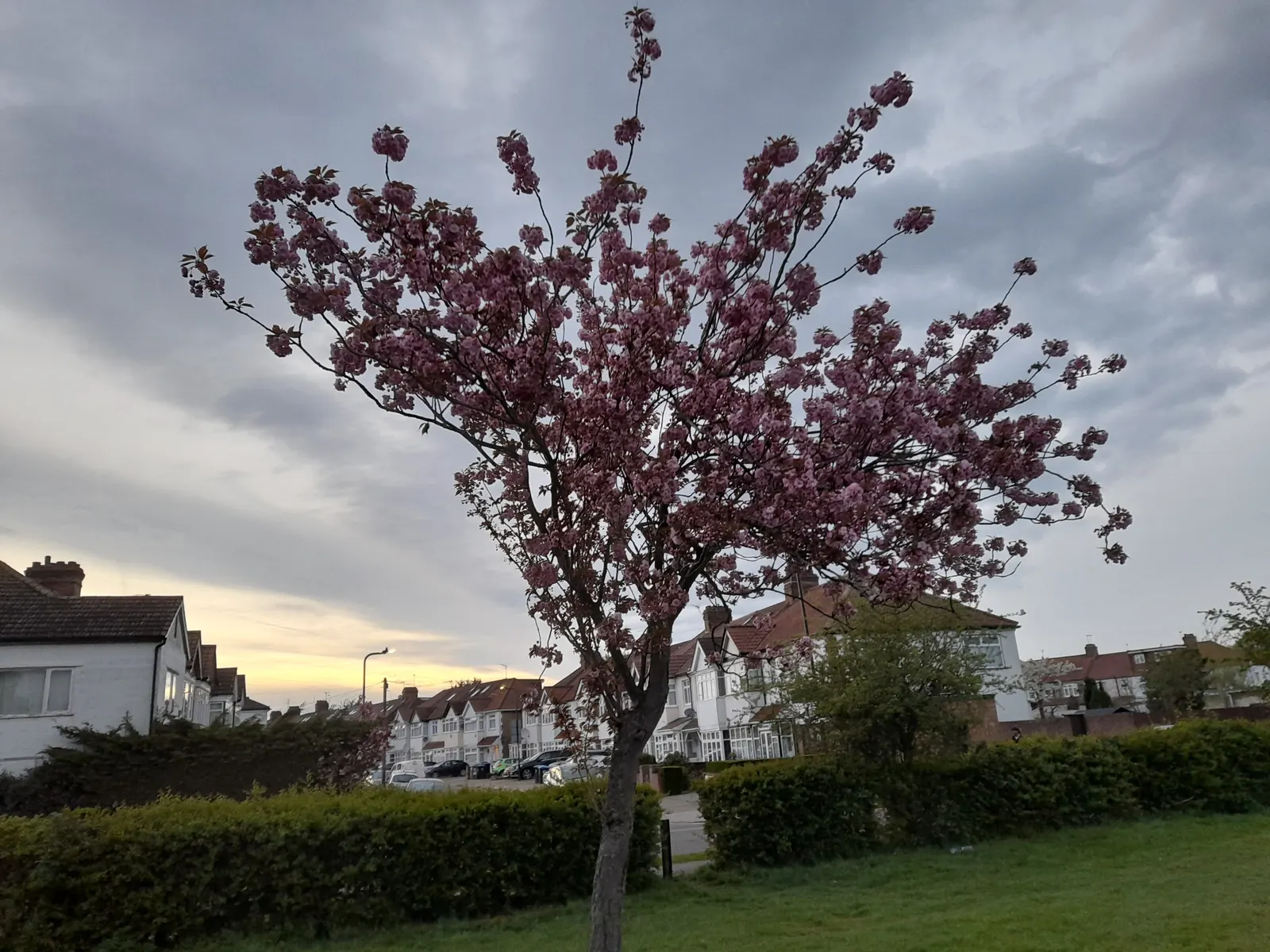Silver Tree (Leucadendron Argenteum) — When incorporating this tree into your landscape; exotic touch to landscapes, image 57