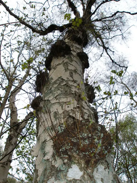Silver Tree (Leucadendron Argenteum) — particularly in its younger stages