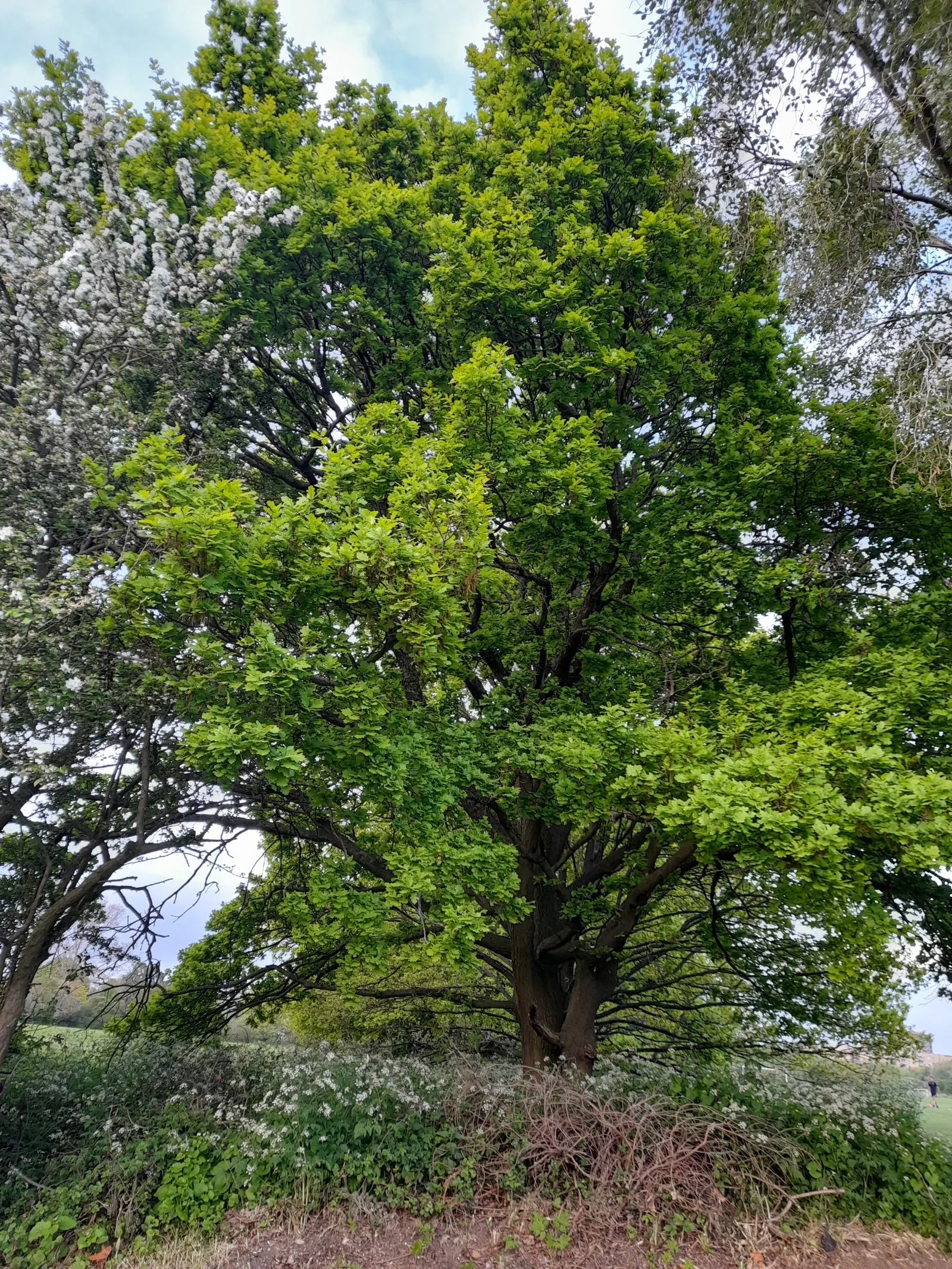 Silver Tree (Leucadendron Argenteum) — exotic touch to landscapes