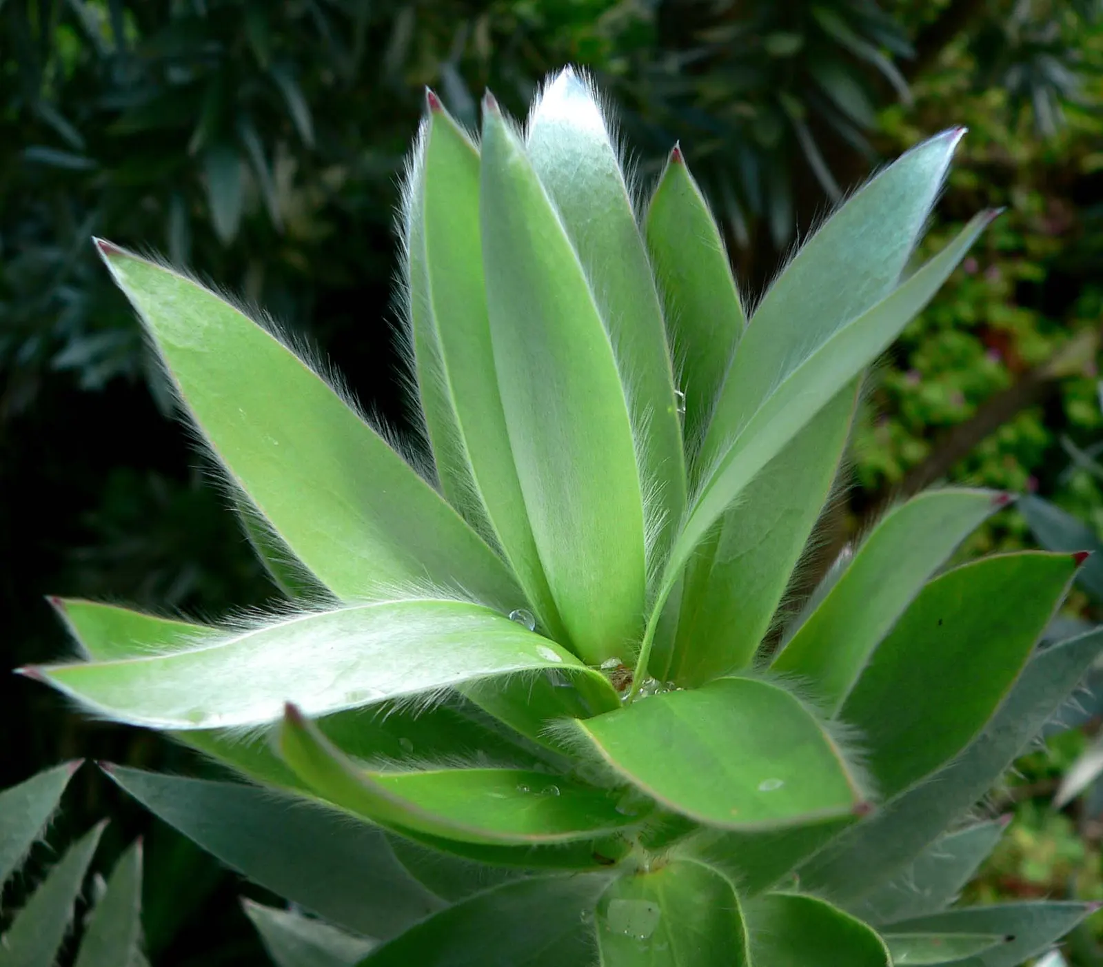 Silver Tree (Leucadendron Argenteum) — tree with yellow blooms