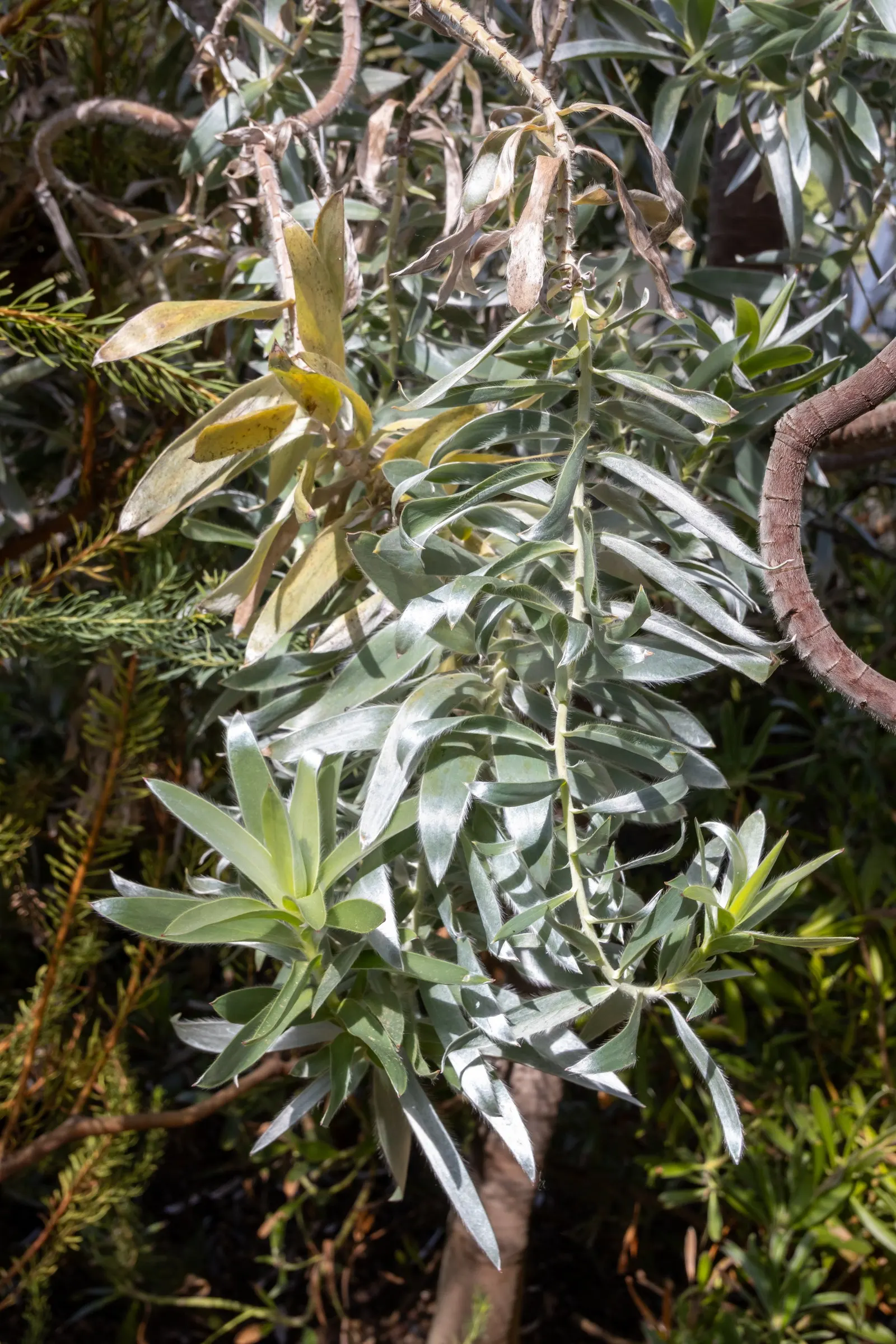 Silver Tree (Leucadendron Argenteum) — yellow flowers in the garden; hardy to USDA zones 10 and 11, image 67