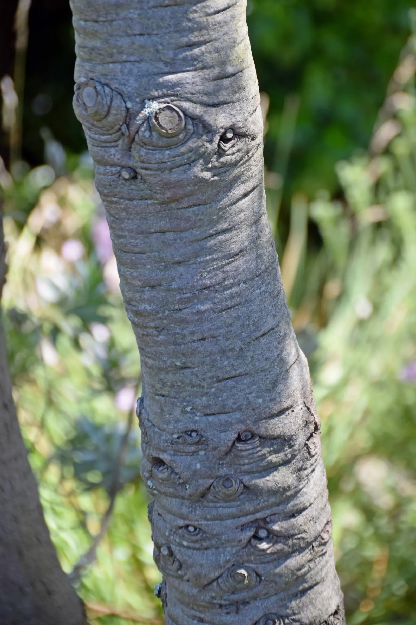 Silver Tree (Leucadendron Argenteum) — Pruning is seldom necessary; however; particularly in its younger stages