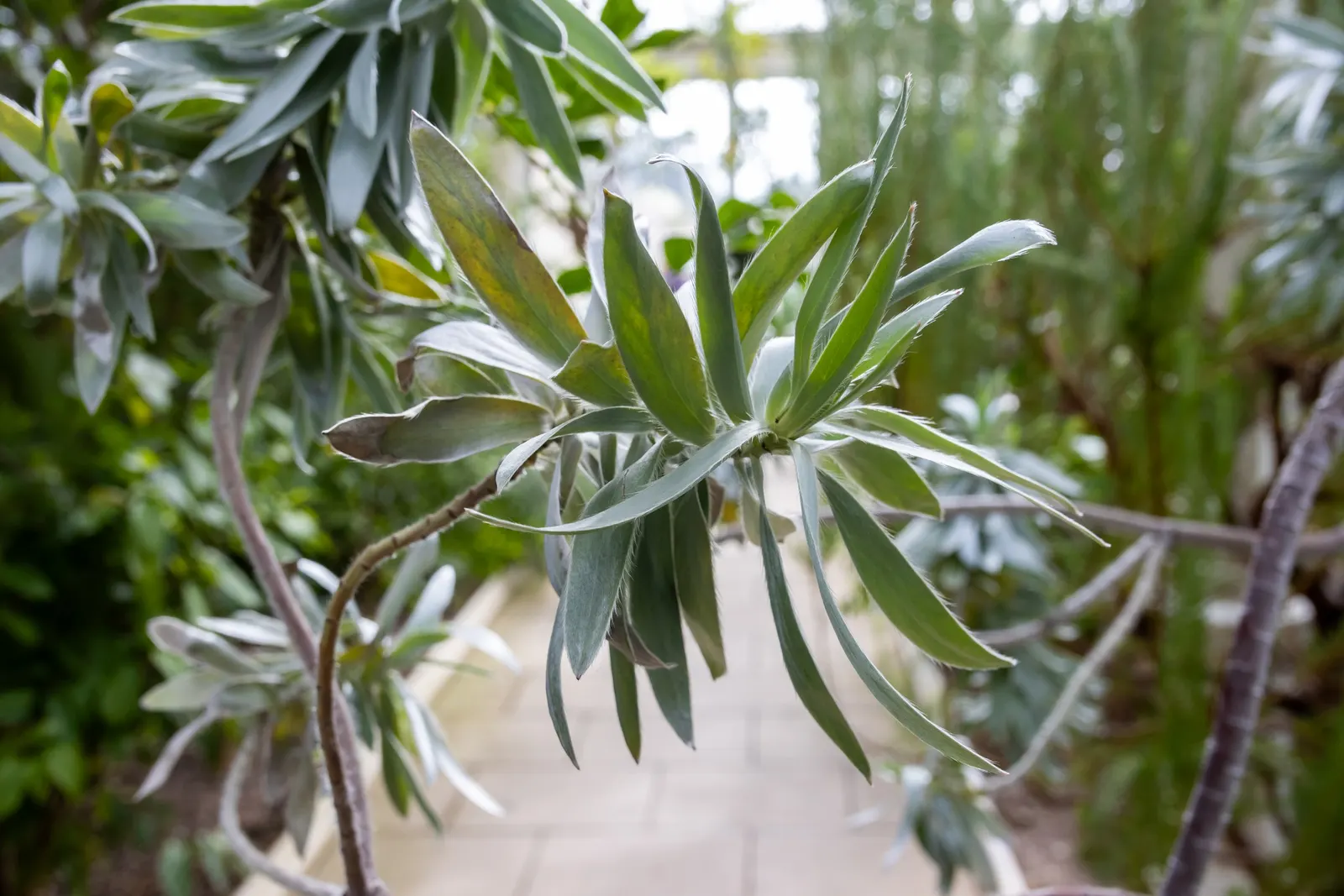 Silver Tree (Leucadendron Argenteum) — It also requires protection from strong winds; which can damage the broad leaves.<br><br>In terms of, image 62