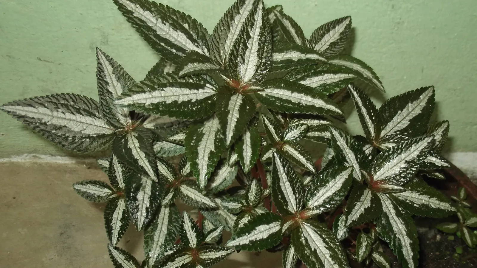 Silver Tree (Leucadendron Argenteum) — velvety hairs covering the surface of its leaves; is a striking species indigenous to the Cape Town area of South Africa