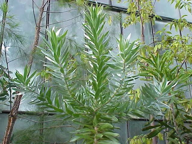 Silver Tree (Leucadendron Argenteum) — it should be done with care to maintain the tree's natural; tree with yellow blooms, image 66